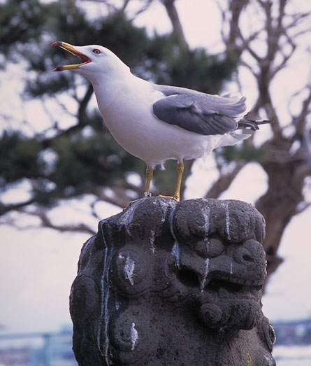   Hachinohe