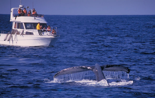 zG[EEHb`O Whale Watching  Okinawa