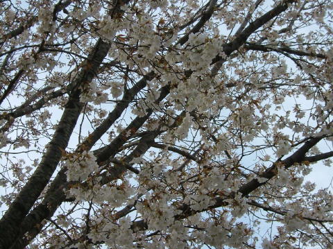 桜２