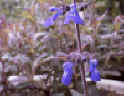 Sage_cosmicblue.jpg (10544 バイト)