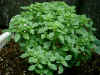 basil_bush.jpg (20505 oCg)