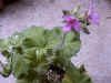 atomicgera.jpg (112754 バイト)