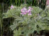 gera_rose_small.jpg (2162 バイト)