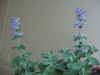 mint_blue.jpg (49091 バイト)
