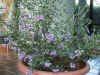 mint_bush5.jpg (67060 バイト)