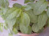 mint_candy.jpg (56261 バイト)