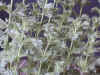 mint_curry.jpg (105338 バイト)