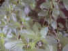 mint_eaudecologne.jpg (52141 バイト)