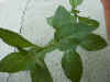 mint_ginger.jpg (69715 バイト)