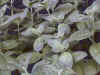 mint_grapefluit.jpg (66577 バイト)