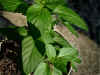 mint_lavender.jpg (100675 バイト)