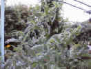 mint_mountain.jpg (23218 バイト)