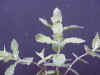 mint_north.jpg (42330 バイト)