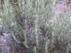 rosemary_majorcapink.jpg (110823 バイト)