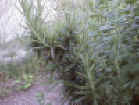 rosemary_marineblue.jpg (82058 バイト)