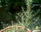 rosemary_perple1.jpg (112070 バイト)