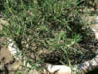 rosemary_pink.jpg (155876 バイト)
