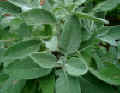sage_bloadleaf.jpg (17818 バイト)