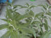 sage_blue.jpg (67088 バイト)