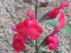cherrysage2.jpg (107282 バイト)