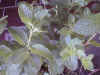 sage_lavender.jpg (71092 バイト)