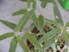 sage_mexcanbush.jpg (71643 バイト)