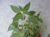 sage_painapple.jpg (69295 バイト)