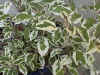 sage_tricolor.jpg (84083 バイト)