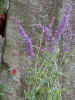 woodsage1.jpg (163840 バイト)