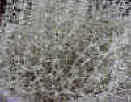 thime_silver.jpg (132737 バイト)