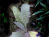 artichoke.jpg (163840 oCg)