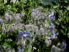 borage1.jpg (135554 oCg)