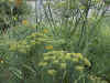 fennel.jpg (81920 oCg)