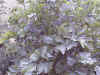 italian parsley1.jpg (163840 oCg)