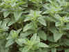 oregano.jpg (163840 oCg)