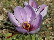 saffron.jpg (163840 oCg)