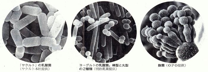 ���N���g�ہA���[�O���g�̓��_�ہA���ۂ̌������ʐ^