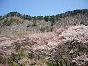 曽爾村屏風岩公苑にて(’04.4.18)