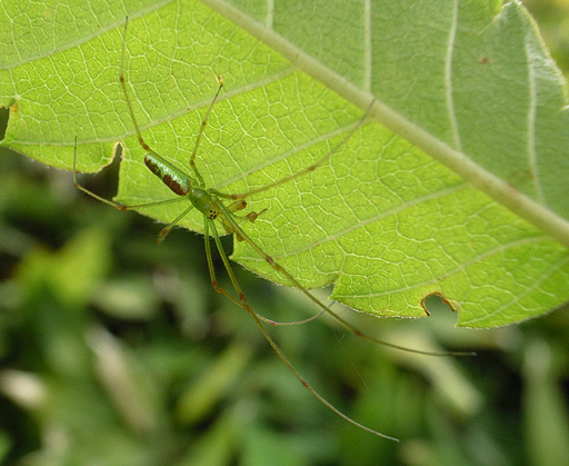Ashinagagumo Spider