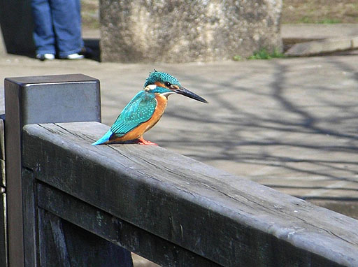 Kingfisher in Tokusho Park