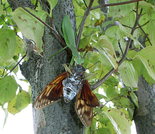 Mantis vs Cicada (1)