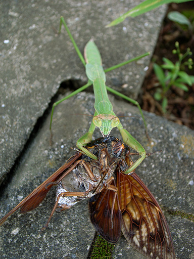Mantis vs Cicada (2)