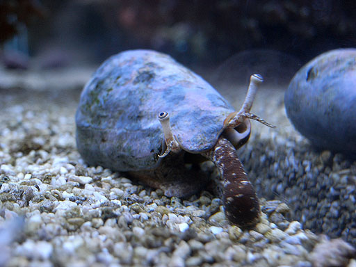 Alien Shell from Deep Sea