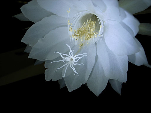 Gekkabijin Flower