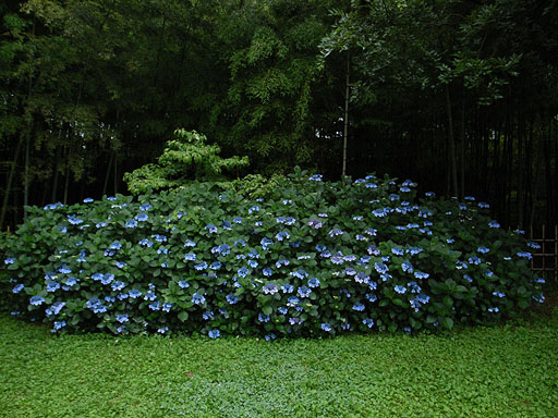 Hydrangea in the Rain, 2007