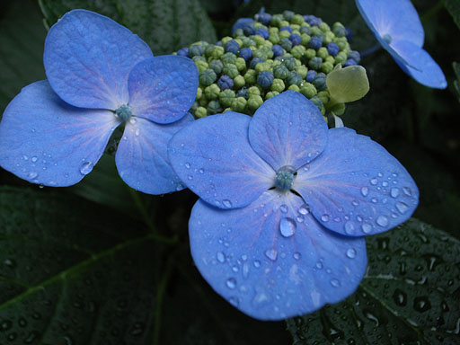 Close-up Hydrangea in the Rain, 2007