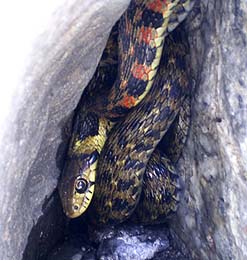 Yamakagashi, Snake