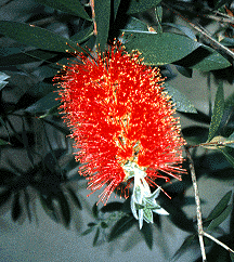 Red Bottle Brush Cose-Up