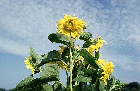 Sunflower in Summer