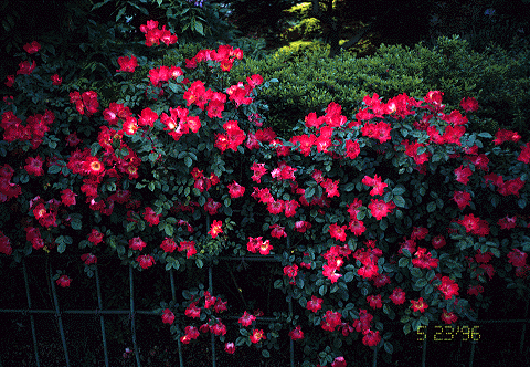 Vivid Colored Rose